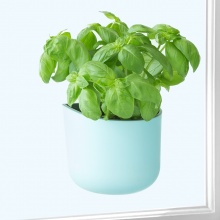 EDEN SUCTION PLANTER BLUE