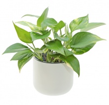 EDEN SUCTION PLANTER